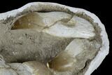 Three, Large Rooted Mosasaur Teeth In Rock - Morocco #115781-4